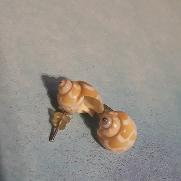 Conch seashell pierced earrings - Picture 1 of 3